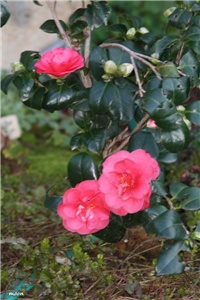 08c4111c-IMG_8357 Camellia.jpg